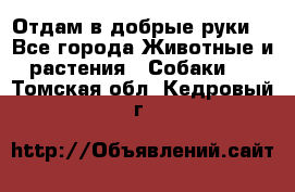 Отдам в добрые руки  - Все города Животные и растения » Собаки   . Томская обл.,Кедровый г.